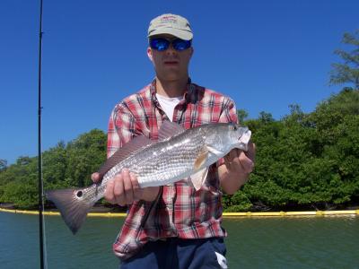 Schoolie Red near the bushes